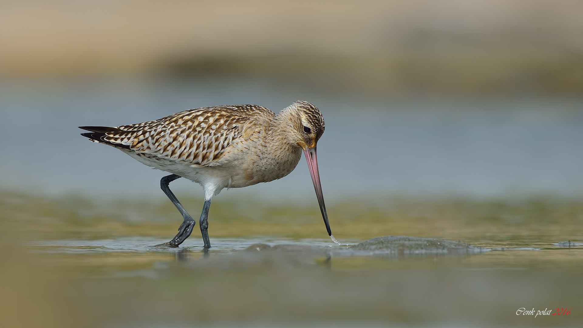 Bar-tailed Godwit